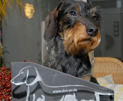CACIB 2010 in Nürnberg