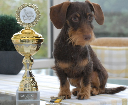 Internationale Rassehundeausstellung (IRAS) Stuttgart 2010