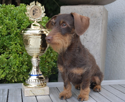 Nationale und Internationale Hundeausstellung Erfurt 2011