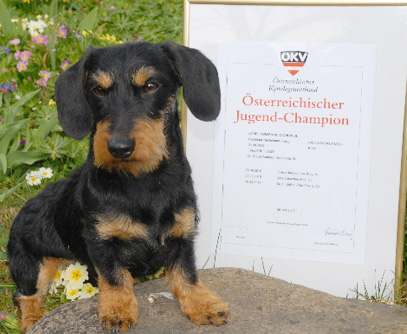 Österreichischer Jugend-Champion 2011