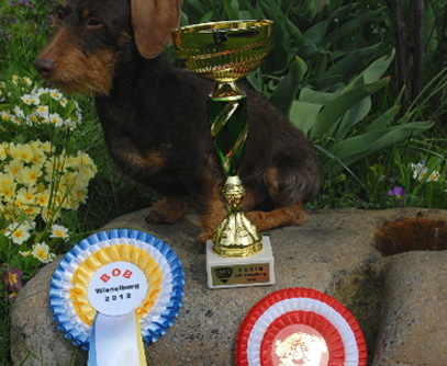 Internationale Rassehundeausstellung 2012 Wieselburg