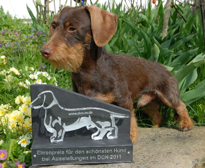 Ehrenpreis des Dachshund-Club Nordbayern (DCN) 2011