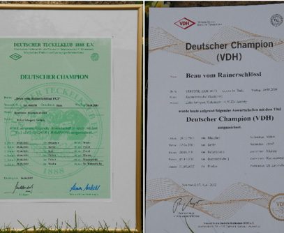 Deutscher Champion Beau vom Rainerschlössl FCI