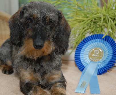 Internationale Rassehundeaustellung Leipzig 2013